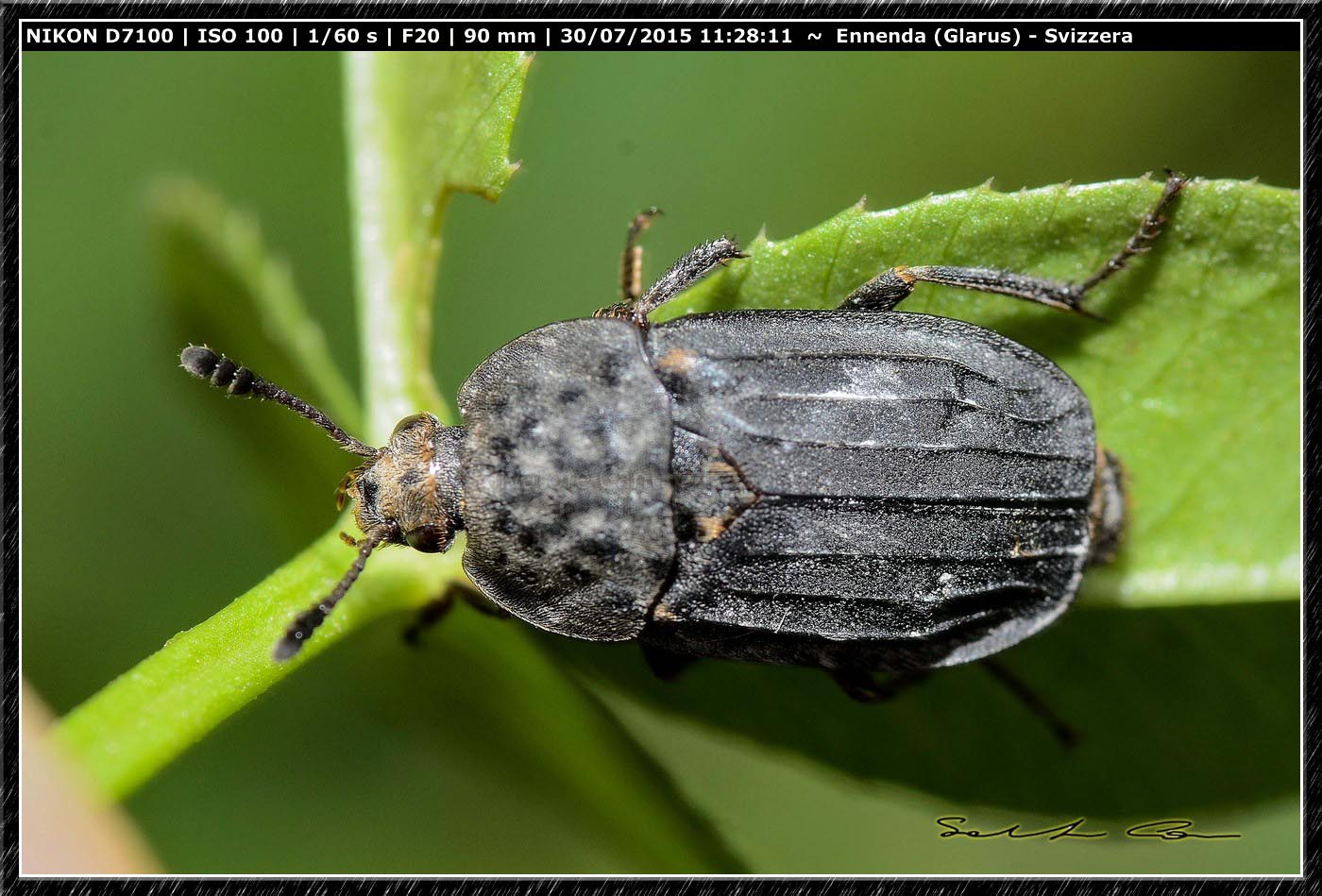Tanatophilus sinuatus (Silphidae) dalla Svizzera